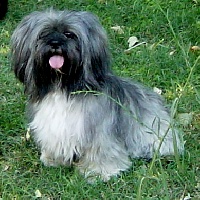 Étalon Lhassa Apso - Unic amour Famous du kham