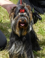 Étalon Yorkshire Terrier - Best in show du Ly's D'Eden
