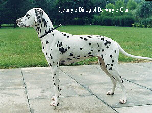Djeany's dinag of dalbury's clan