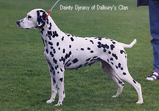 Dainty djeany of dalbury's clan