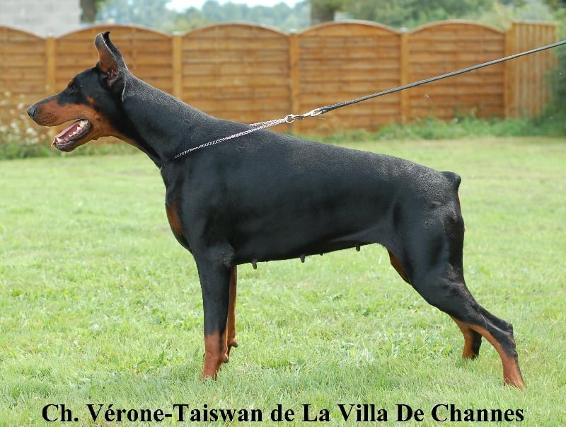 CH. Vérone-taiswan de La villa de channes