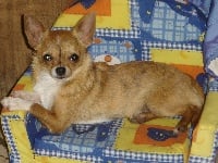Étalon Chihuahua - gemstone Showy vegas