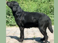Étalon Labrador Retriever - Blacksugar Yena