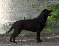 Étalon Labrador Retriever - Blacksugar Chocotoff