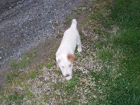 Étalon Parson Russell Terrier - Hounds Fields A tantop terrie