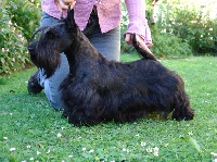 Étalon Scottish Terrier - CH. Une liaison dangereuse de Champernoune