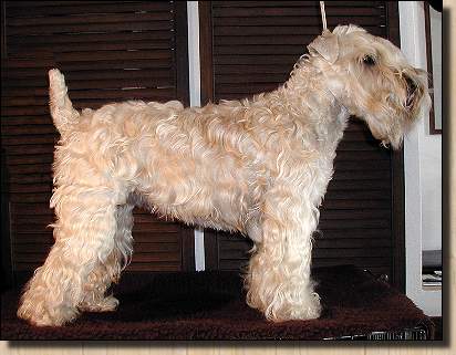 Le Standard de la race Irish Soft Coated Wheaten Terrier sur Atara.com