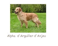 Étalon Golden Retriever - Alpha D'Arguiller D'Anjou