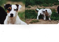 Étalon Jack Russell Terrier - Aneth du Moulin de Caveaumont