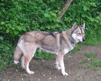 Étalon Siberian Husky - Ultra Leva neve