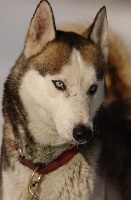 Étalon Siberian Husky - O'patch du Fur Rendez Vous