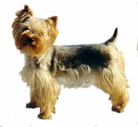 Étalon Yorkshire Terrier - Pondi'chérie de la Pam'Pommeraie