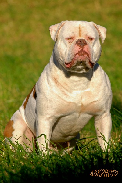 Ch Warriorbulls Argos American Warrior Kennel Chien De Race