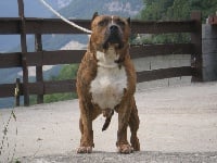 Étalon American Staffordshire Terrier - R'tyson (Sans Affixe)