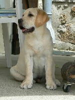 Étalon Labrador Retriever - Cabrouk De la légende de la loutre