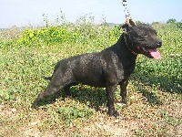 Étalon Staffordshire Bull Terrier - V'vandah des Plaines d'Iron