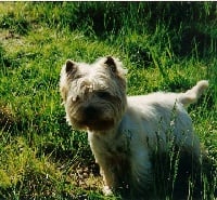 Étalon West Highland White Terrier - Nivea De la combe berail