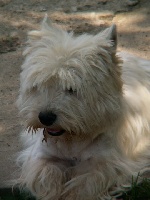 Étalon West Highland White Terrier - Aubepine De la combe berail