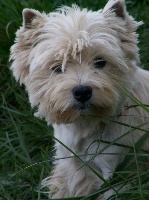 Étalon West Highland White Terrier - Vive De la combe berail