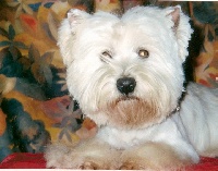Étalon West Highland White Terrier - Sephyle (Sans Affixe)