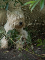 Étalon West Highland White Terrier - So one De la combe berail