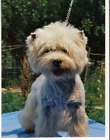 Étalon West Highland White Terrier - Pipelette De la combe berail