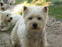 Étalon West Highland White Terrier - Vallory De la combe berail