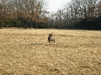 Étalon American Staffordshire Terrier - Cadwell des molosses d'Ares