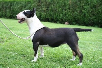 Étalon Bull Terrier - Thunder bolts black listed for untilted del Rio Branco