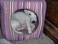 Étalon Jack Russell Terrier - Simiane De la combe saint thibaut