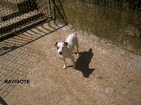 Étalon Jack Russell Terrier - Ravigote De la grange longue