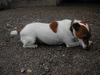 Étalon Jack Russell Terrier - Virgule De malaga