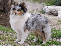 Étalon Shetland Sheepdog - CH. J. cézanne le bleu de L'Estérazur du Lac