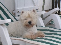 Étalon West Highland White Terrier - CH. Whitebriar Jamiroquai