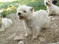 Étalon West Highland White Terrier - Une fois De la combe berail