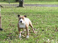 Étalon American Staffordshire Terrier - Baron manfred des Bois de Cave Canem