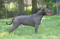 Étalon American Staffordshire Terrier - Pacific blue sky V'ron