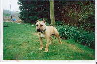 Étalon American Staffordshire Terrier - Ork des malistaffs