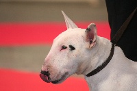 Étalon Bull Terrier - CH. Trick or treat True colours