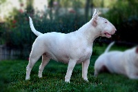 Étalon Bull Terrier - CH. Akiko little spot des guerriers Cathares