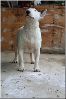Étalon Bull Terrier - Velvet eyes of idéal dream Authentic bull's spirit