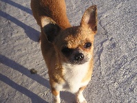 Étalon Chihuahua - G coco boy (Sans Affixe)