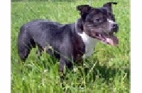 Étalon Staffordshire Bull Terrier - Chunky unbreakable lady (Sans Affixe)
