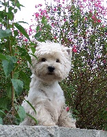 Étalon West Highland White Terrier - Robber de Willycott