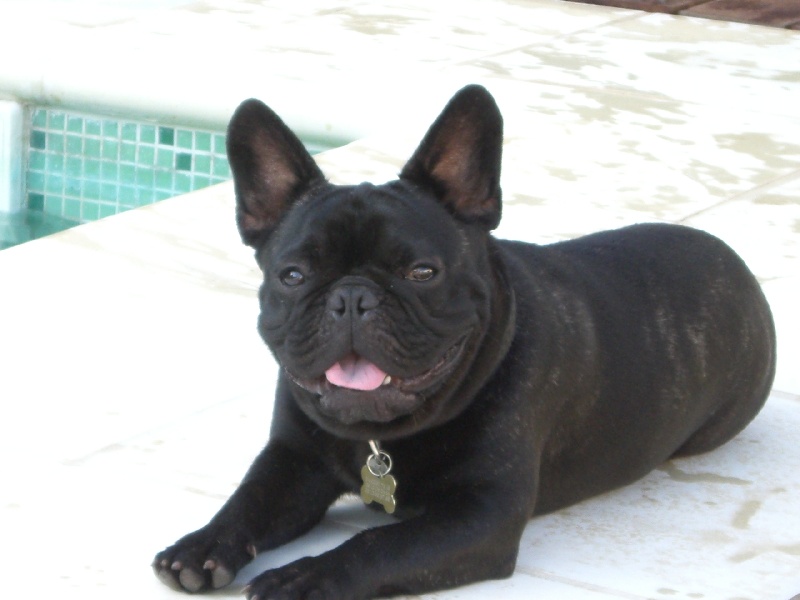 chien-bouledogue-fran-ais-b-b-archibald-d-heraclea-cacabaria
