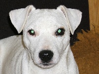 Étalon Jack Russell Terrier - Tireless Des halliers de la lierre