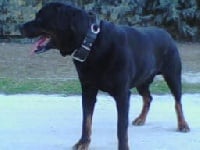 Étalon Rottweiler - Onix des Gardiens d'Athis