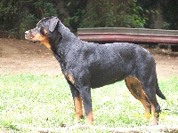 Étalon Rottweiler - Bahia du Royaume du clan Callagan
