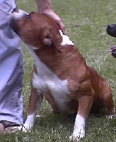 Étalon Staffordshire Bull Terrier - Al pachino (Sans Affixe)