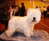 Étalon West Highland White Terrier - Being with you de Willycott